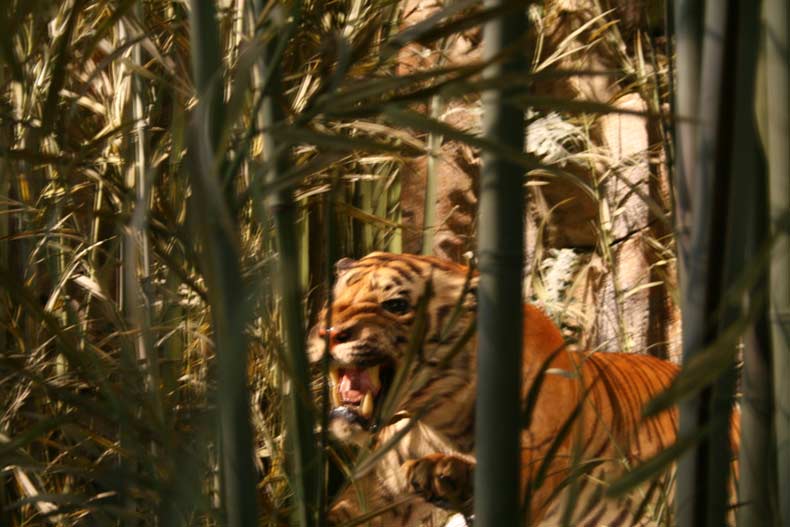 Tiger in Wildlife Experience Globeology exhibit